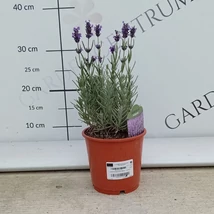 Hidcote levendula bő virágzása. 