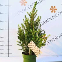 Picea glauca növényeink kinézete október végén.