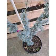 Cedrus libani Glauca cserepes örökzöld.