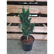 Oregoni hamisciprus szállítási mérete a Gardencentrum.hu webshoptól.