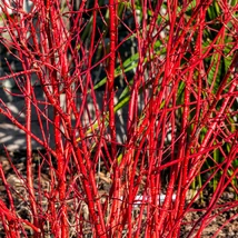 A Cornus alba Spaethii som piros vesszői.