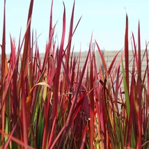 Az Imperata cylindrica piros lombozata.