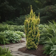 Arany oszlopos tiszafa látványképe egy árnyékos kertrészben. 