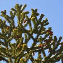 Az Araucaria csemete kertészetünkben.