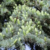 Cedrus atlantica Glauca atlasz cédrus kékeszöld tűlevelei.