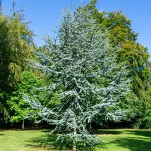 Cedrus atlantica Glauca atlasz cédrus kékeszöld tűlevelei.