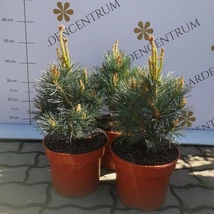 Pinus sylvestris Chantry Blue törpe örökzöld áprilisi állapota.