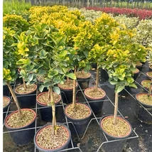 Euonymus japonicus Aureomarginatus tarka kecskerágó magastörzsű változata.