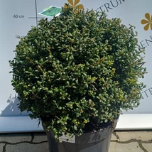 Ilex crenata Convexa gömb habitusú magyal kertészeti telephelyünkön.