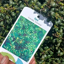 Ilex crenata Convexa gömb habitusú magyal kertészeti telephelyünkön.