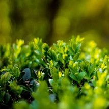 Apró örökzöld levelekkel tömött Ilex crenata Green Glory hajtások. 