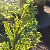 A Cryptoemeria Cristata kertészetünkben, május elején.