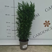 Oregoni hamisciprus örökzöld dísznövény.