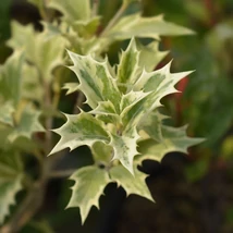 Osmanthus heterophyllus Variegatus tarkalevelű illatcserje leveleinek formája és kinézete közelről.