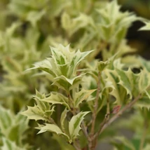 Osmanthus heterophyllus Variegatus tarkalevelű illatcserje leveleinek formája és kinézete közelről.