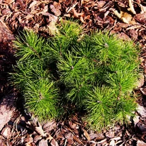 Pinus mugo Mops törpefenyő egy kerti út szegélyében.