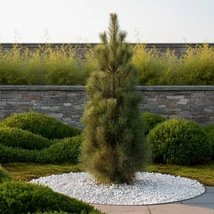 Green Tower fenyő látványképe egy díszkertben.