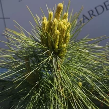 A Pinus x schwerinii Wiethorst hosszú kékeszöld tűlevelei.