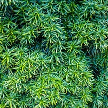 Tiszafa örökzöld lombozata közelről.