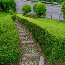 Taxus media Stricta Viridis.