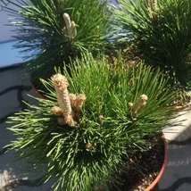 Pinus thunbergii Thunderhead mini örökzöldek kompakt habitusa.