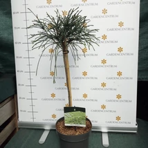 A magastörzsű Thuja plicata Whipcord egy igazi különlegessége lehet otthonodnak!