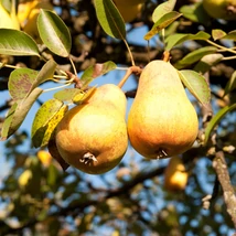 Pyrus communis Bosc kobak gyümölcse.