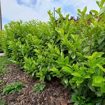 Novita babérmeggy sövény.