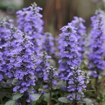 Ajuga reptans teljes virágzásban.