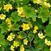 A Waldsteinia ternata sárga virágai.