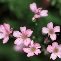 Gypsophila repens Filou Rose rózsaszín virágai.