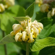 A Phlomis russeliana sárga ajakos virágai a szárlevelek tövében. 