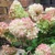 Hydrangea paniculata Petite Flori törpe bugás hortenzia kinézete.