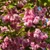 A Prunus serrulata Kanzan japán díszcseresznye rózsaszín telt virágai beborítják a díszfa ágait.