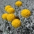 Sárga színben virágzó hamvas cipruska.