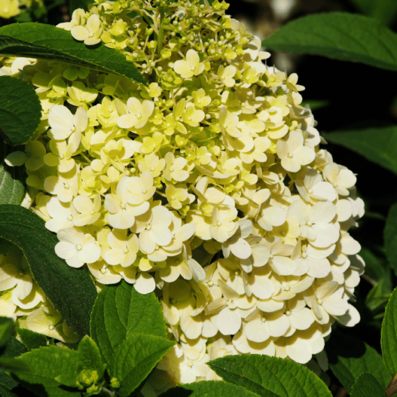 A Living Sugar Rush virágzata fehér színben heteken át díszít.
