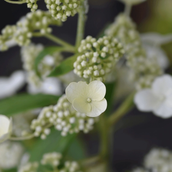 Bájos fehér virágok a Unique bugás hortenzián. 