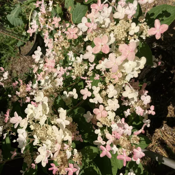 Switch Ophelia bugás hortenzia csipkeszerű színváltós virágzata.
