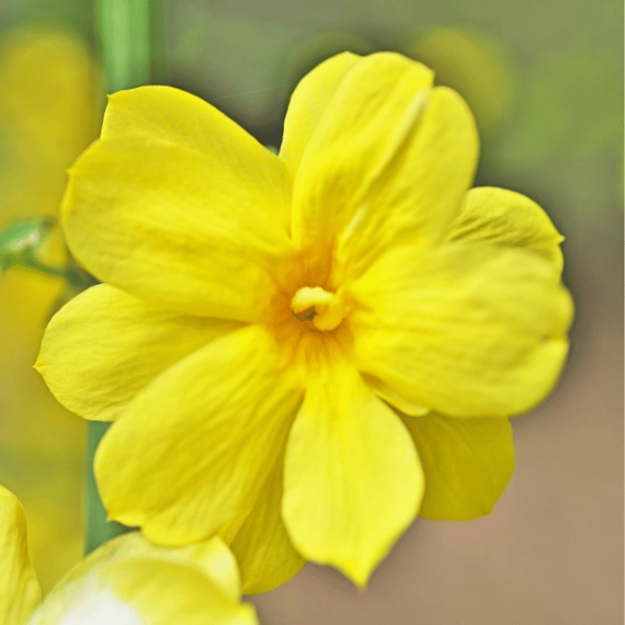 Jasminum nudiflorum sárga virága.