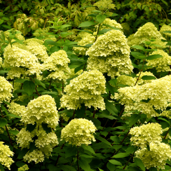 Hatalmas, 25-30 cm nagy, fehér és zöld virágú Limelight hortenziák.