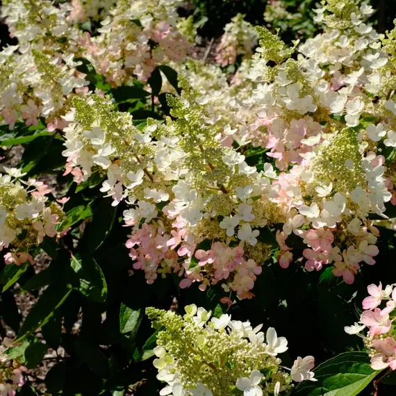 Angel's Blush bugás hortenzia hatalmas virágai.