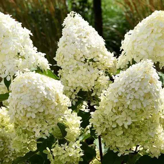 Living Cotton Cream hortenzia fa hatalmas, krémfehér, kúp alakú virágai.