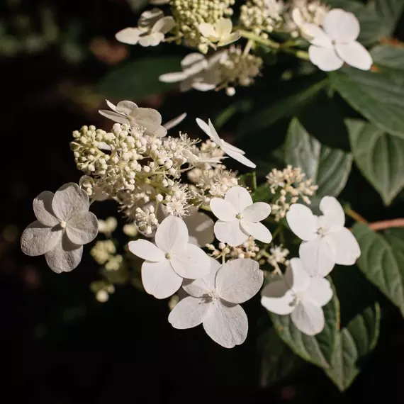 Az Early Sensation hortenzia laza virágbugája.