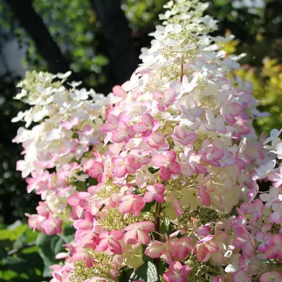  Angel's Blush bugás hortenzia virágzata színváltásra készülve.