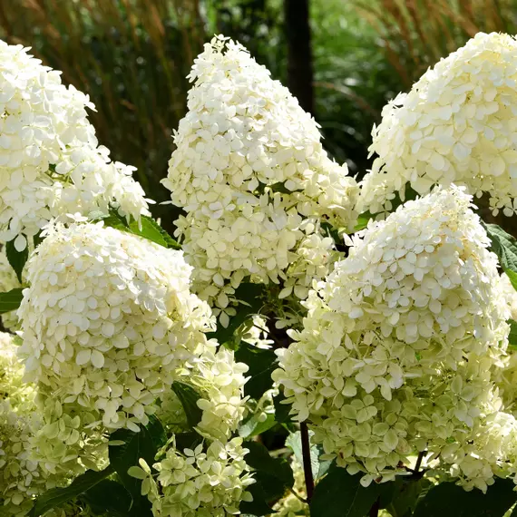 A Phantom bugás hortenzia hatalmas, fehér virágai.