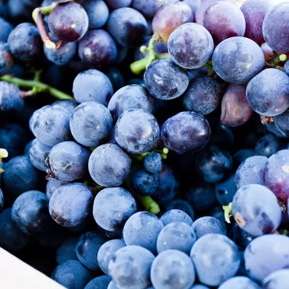 Vitis vinifera Esther csemegeszőlő érett, kék fürtjei.