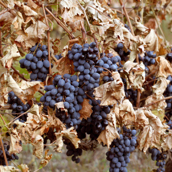 Vitis vinifera Moldova - Csemegeszőlő
