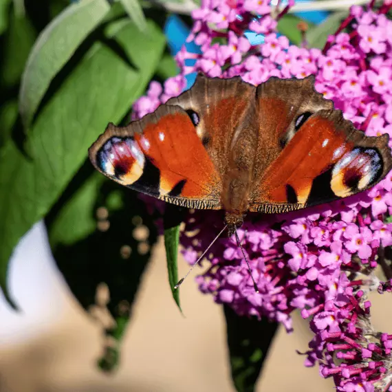 A pillangók egyik kedvenc helye a törpe nyári orgona pompás virágzata.