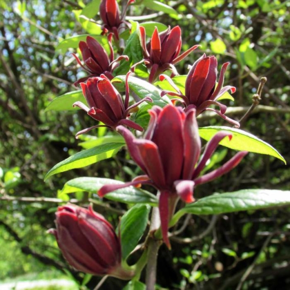 A Calycanthus floridus virágai.