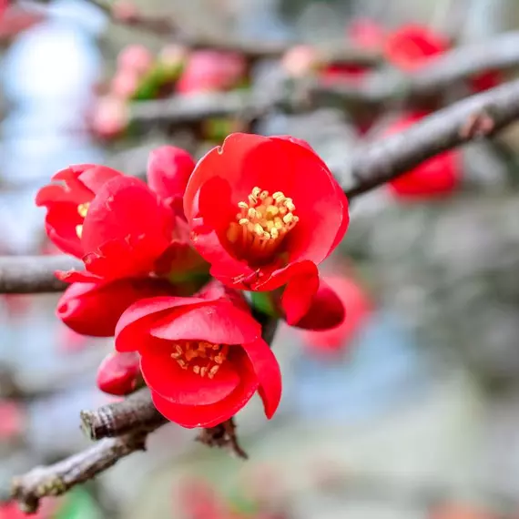A Japánbirs élénkszínű virágai kora tavasszal virítanak.